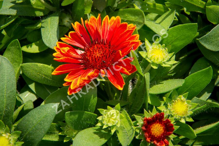 Kokarda osinatá 'Spin Top Yellow Touch' - Gaillardia aristata 'Spin Top Yellow Touch'