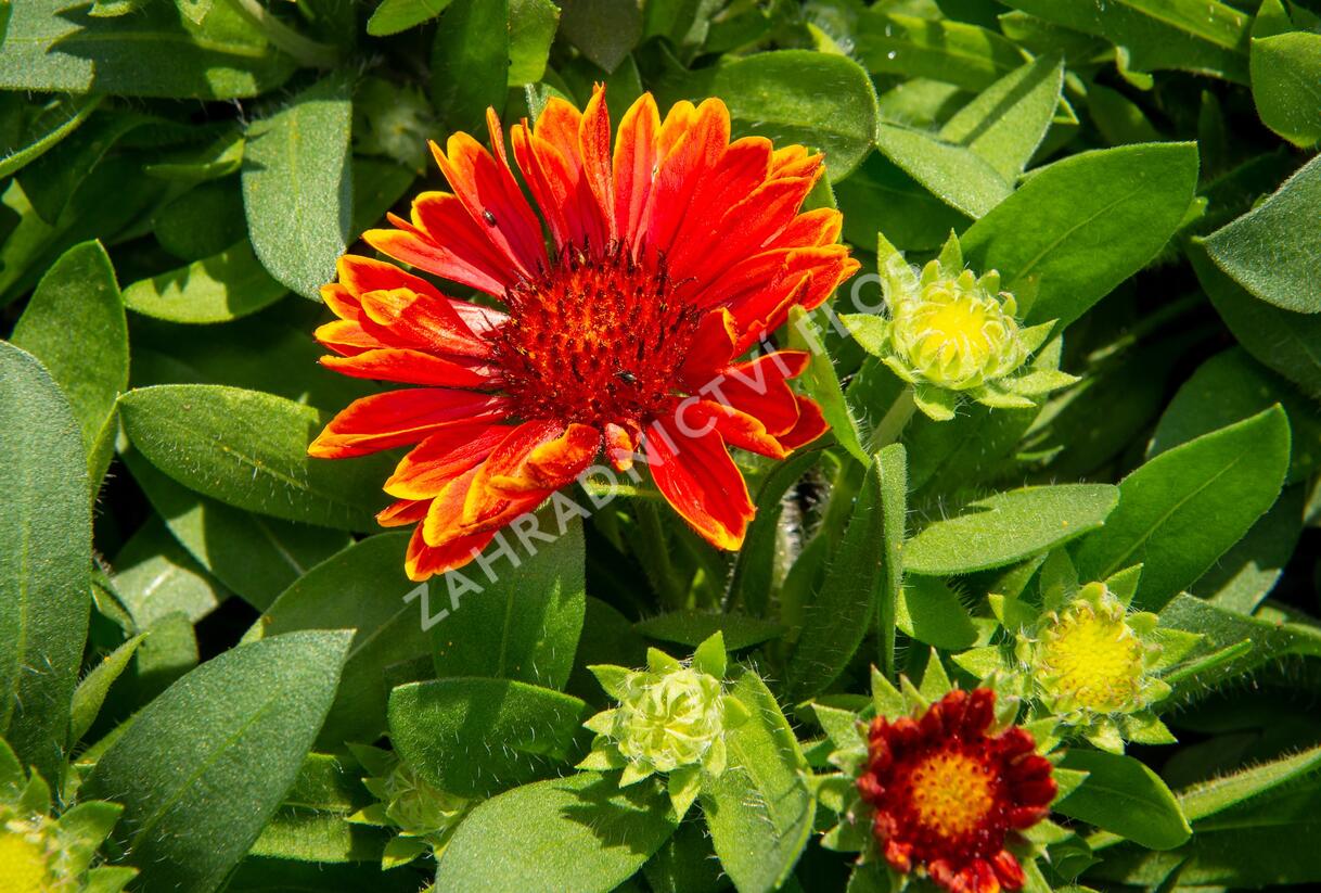 Kokarda osinatá 'Spin Top Yellow Touch' - Gaillardia aristata 'Spin Top Yellow Touch'