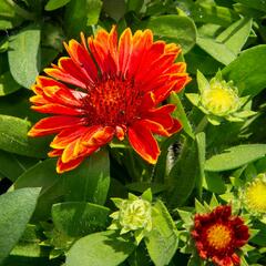 Kokarda osinatá 'Spin Top Yellow Touch' - Gaillardia aristata 'Spin Top Yellow Touch'