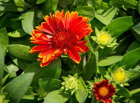Kokarda osinatá 'Spin Top Yellow Touch' - Gaillardia aristata 'Spin Top Yellow Touch'