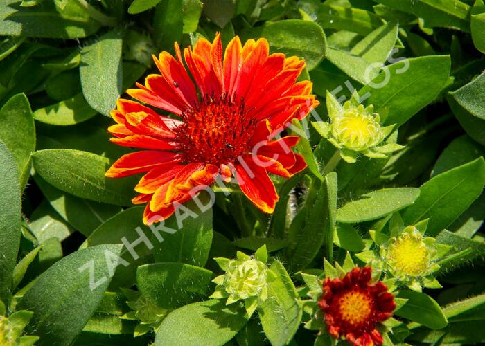 Kokarda osinatá 'Spin Top Yellow Touch' - Gaillardia aristata 'Spin Top Yellow Touch'