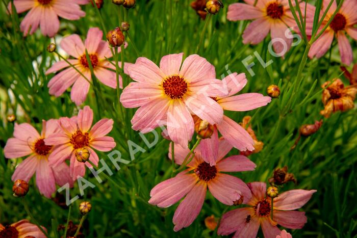 Krásnoočko 'Shades of Rose' - Coreopsis rosea 'Shades of Rose'