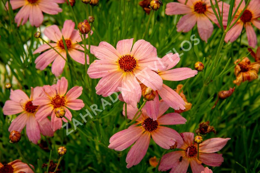 Krásnoočko 'Shades of Rose' - Coreopsis rosea 'Shades of Rose'