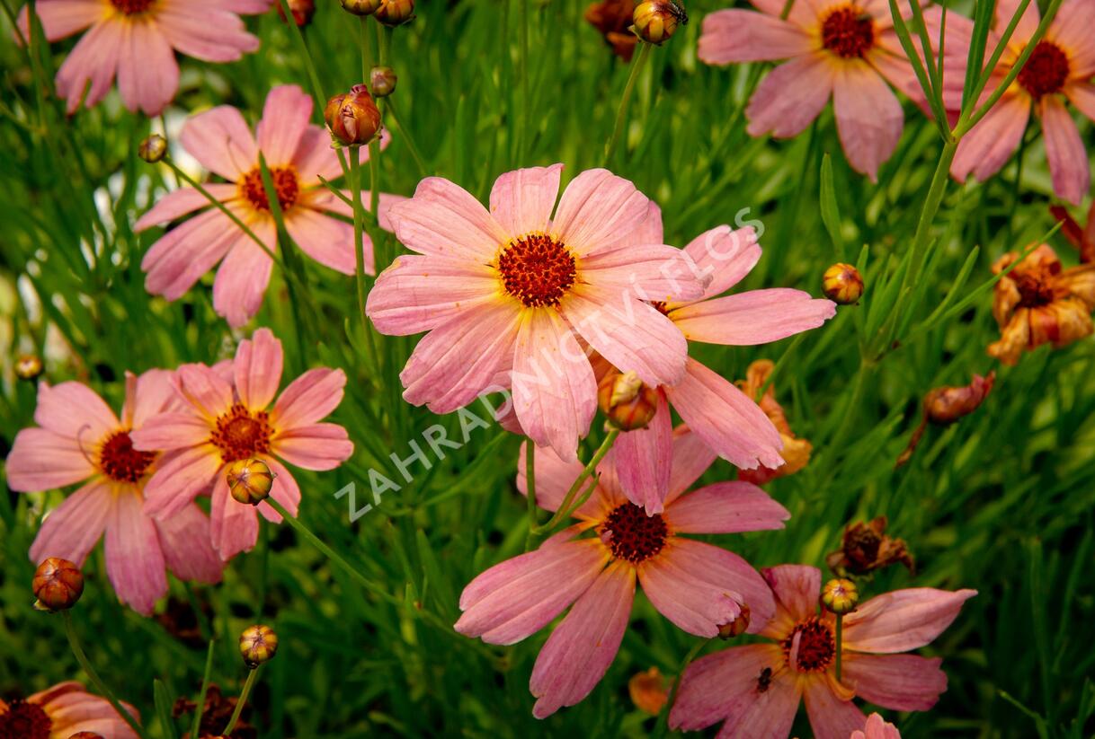 Krásnoočko 'Shades of Rose' - Coreopsis rosea 'Shades of Rose'