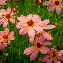 Krásnoočko 'Shades of Rose' - Coreopsis rosea 'Shades of Rose'