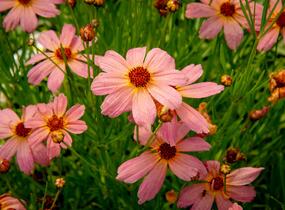 Krásnoočko 'Shades of Rose' - Coreopsis rosea 'Shades of Rose'
