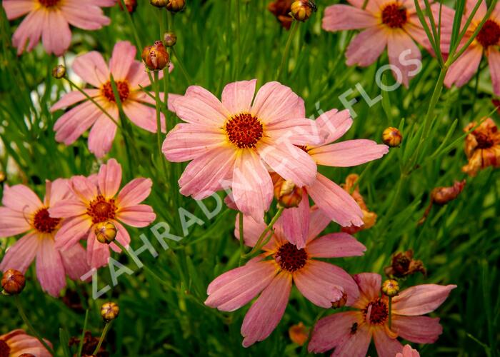 Krásnoočko 'Shades of Rose' - Coreopsis rosea 'Shades of Rose'