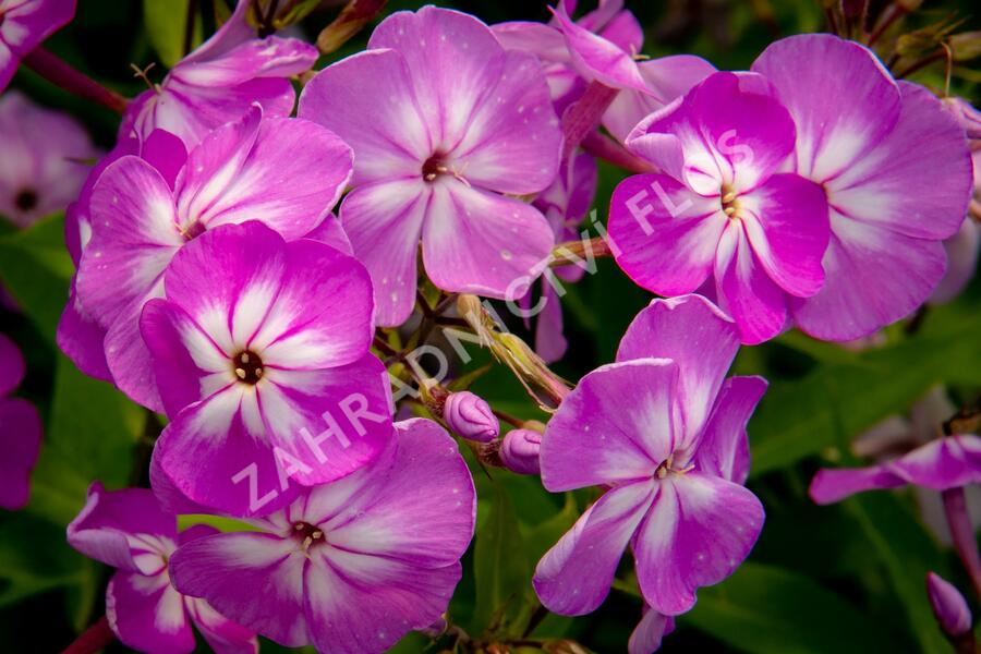 Plamenka latnatá 'Flame Pro Lilac' - Phlox paniculata 'Flame Pro Lilac'