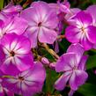 Plamenka latnatá 'Flame Pro Lilac' - Phlox paniculata 'Flame Pro Lilac'