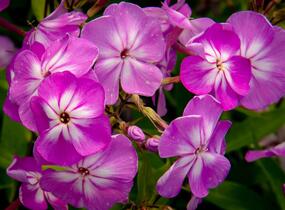 Plamenka latnatá 'Flame Pro Lilac' - Phlox paniculata 'Flame Pro Lilac'