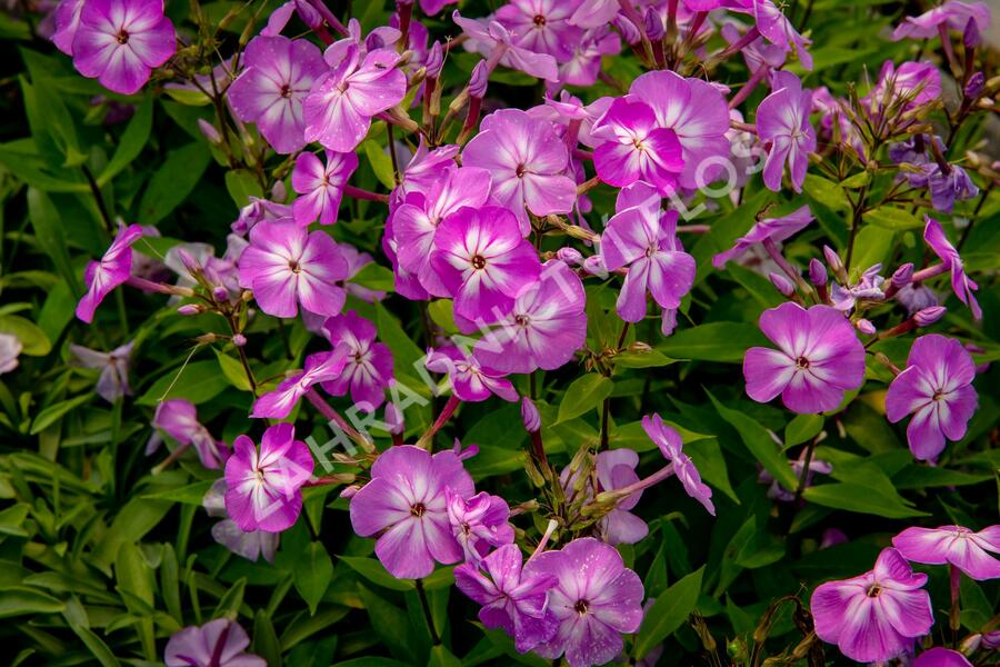 Plamenka latnatá 'Flame Pro Lilac' - Phlox paniculata 'Flame Pro Lilac'