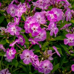 Plamenka latnatá 'Flame Pro Lilac' - Phlox paniculata 'Flame Pro Lilac'