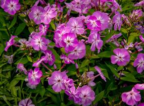 Plamenka latnatá 'Flame Pro Lilac' - Phlox paniculata 'Flame Pro Lilac'