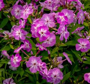 Plamenka latnatá 'Flame Pro Lilac' - Phlox paniculata 'Flame Pro Lilac'