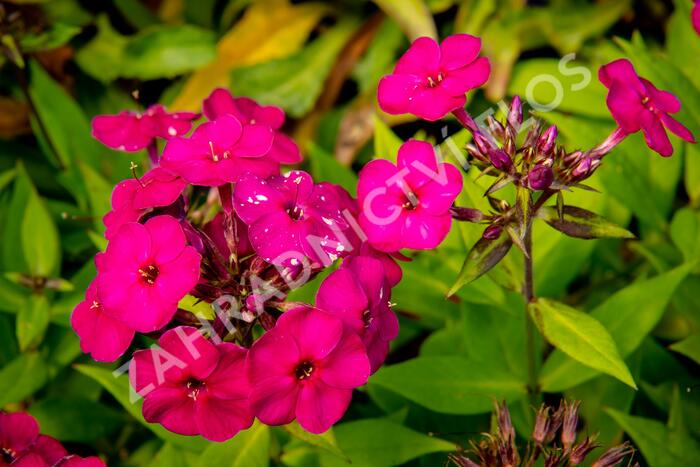 Plamenka latnatá 'Early Magenta' - Phlox paniculata 'Early Magenta'