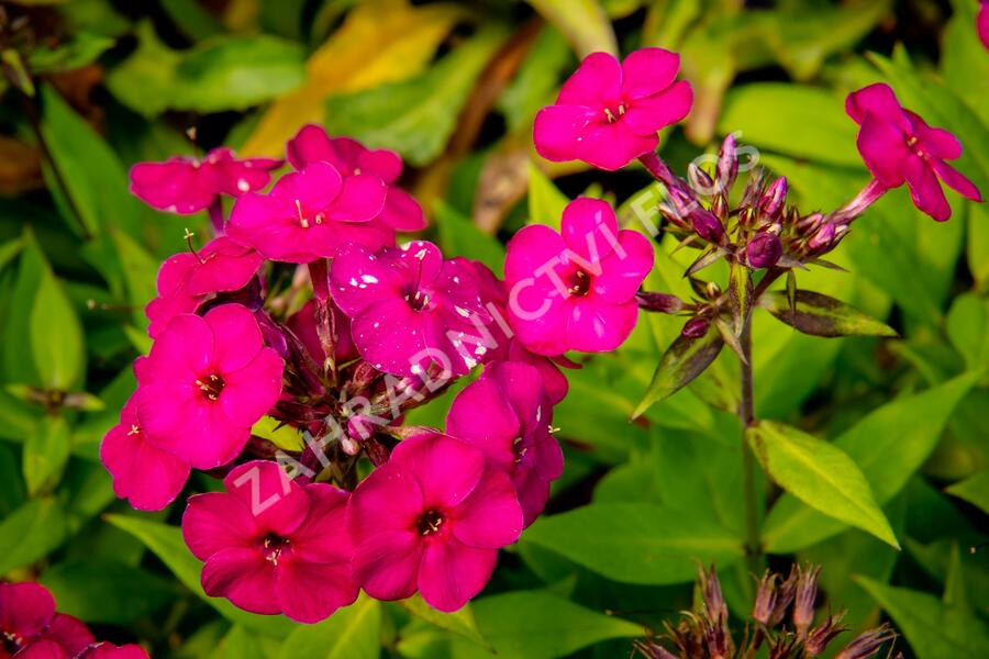Plamenka latnatá 'Early Magenta' - Phlox paniculata 'Early Magenta'