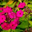 Plamenka latnatá 'Early Magenta' - Phlox paniculata 'Early Magenta'