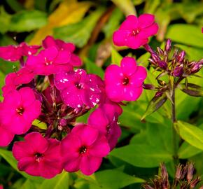 Plamenka latnatá 'Early Magenta' - Phlox paniculata 'Early Magenta'