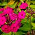 phlox-paniculata-early-magenta.jpg