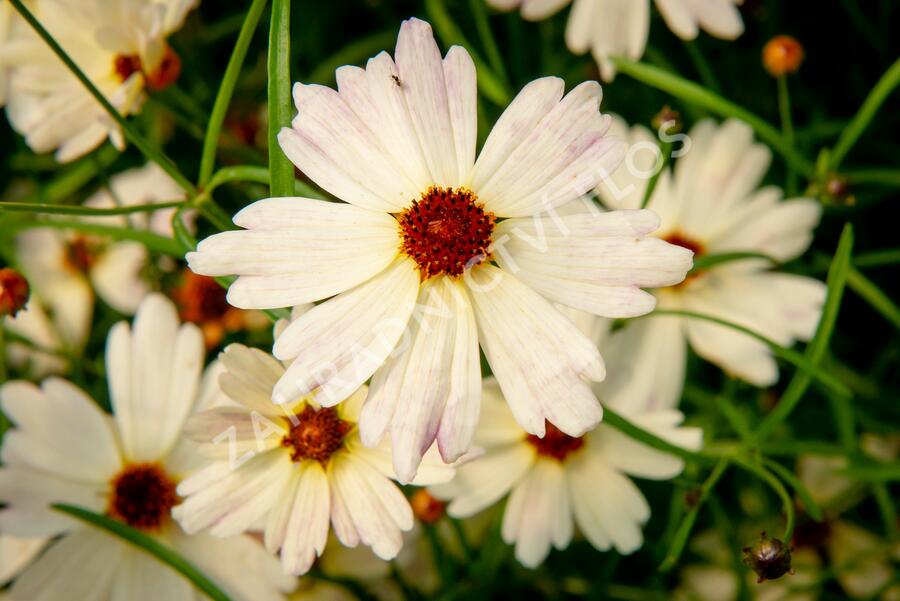 Krásnoočko 'Bloomsation Chameleon' - Coreopsis rosea 'Bloomsation Chameleon'