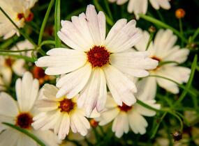 Krásnoočko 'Bloomsation Chameleon' - Coreopsis rosea 'Bloomsation Chameleon'