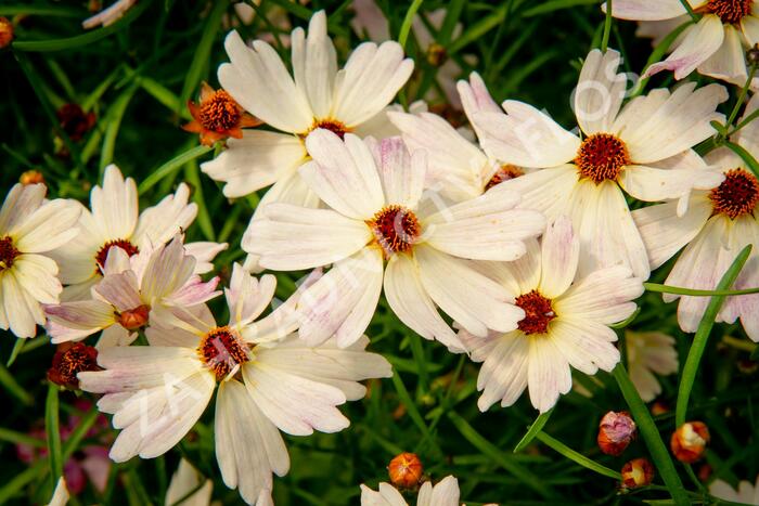 Krásnoočko 'Bloomsation Chameleon' - Coreopsis rosea 'Bloomsation Chameleon'