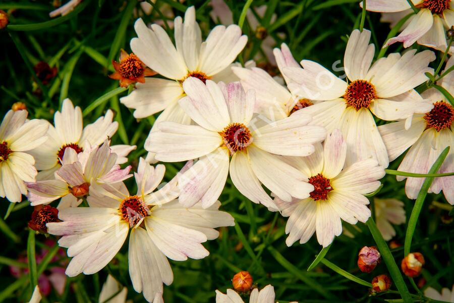 Krásnoočko 'Bloomsation Chameleon' - Coreopsis rosea 'Bloomsation Chameleon'