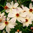 Krásnoočko 'Bloomsation Chameleon' - Coreopsis rosea 'Bloomsation Chameleon'