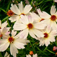 Krásnoočko 'Bloomsation Chameleon' - Coreopsis rosea 'Bloomsation Chameleon'