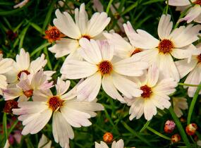 Krásnoočko 'Bloomsation Chameleon' - Coreopsis rosea 'Bloomsation Chameleon'