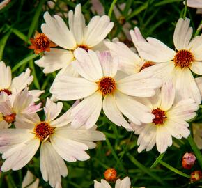 Krásnoočko 'Bloomsation Chameleon' - Coreopsis rosea 'Bloomsation Chameleon'