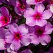 Plamenka latnatá 'Early Purple Pink Eye' - Phlox paniculata 'Early Purple Pink Eye'