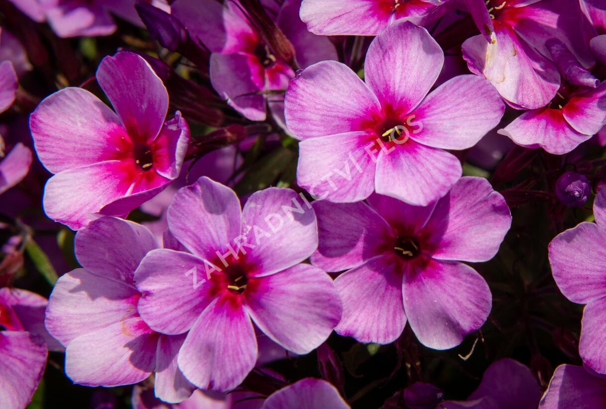 Plamenka latnatá 'Early Purple Pink Eye' - Phlox paniculata 'Early Purple Pink Eye'