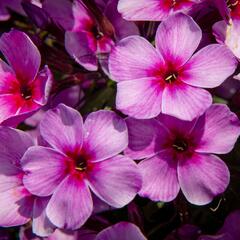 Plamenka latnatá 'Early Purple Pink Eye' - Phlox paniculata 'Early Purple Pink Eye'