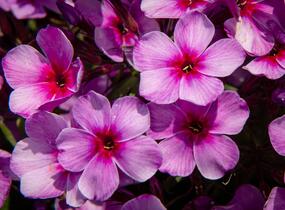 Plamenka latnatá 'Early Purple Pink Eye' - Phlox paniculata 'Early Purple Pink Eye'