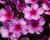 Plamenka latnatá 'Early Purple Pink Eye'