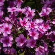 Plamenka latnatá 'Early Purple Pink Eye' - Phlox paniculata 'Early Purple Pink Eye'