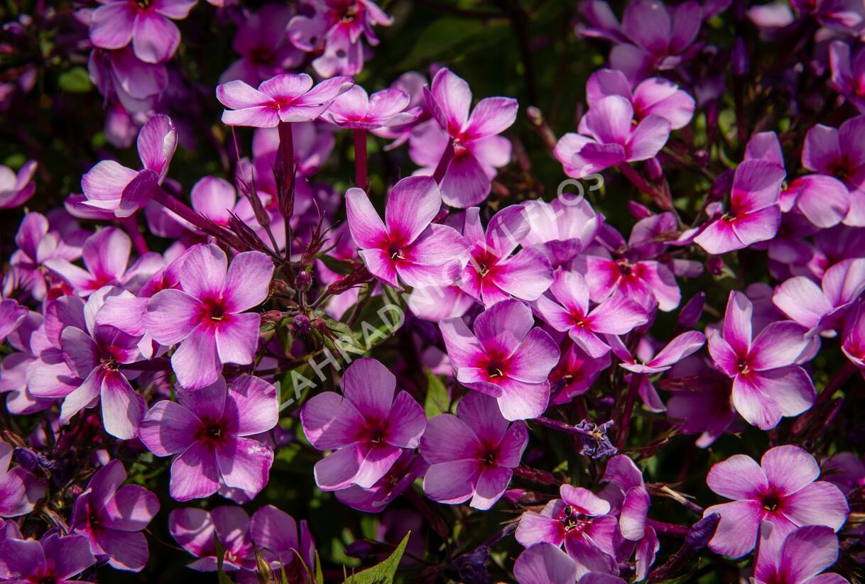 Plamenka latnatá 'Early Purple Pink Eye' - Phlox paniculata 'Early Purple Pink Eye'