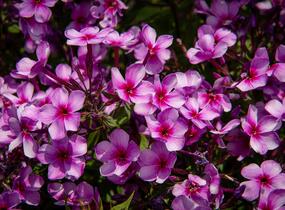 Plamenka latnatá 'Early Purple Pink Eye' - Phlox paniculata 'Early Purple Pink Eye'