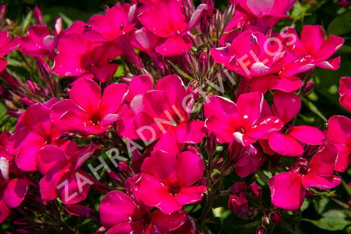 Plamenka latnatá 'Early Cerise' - Phlox paniculata 'Early Cerise'