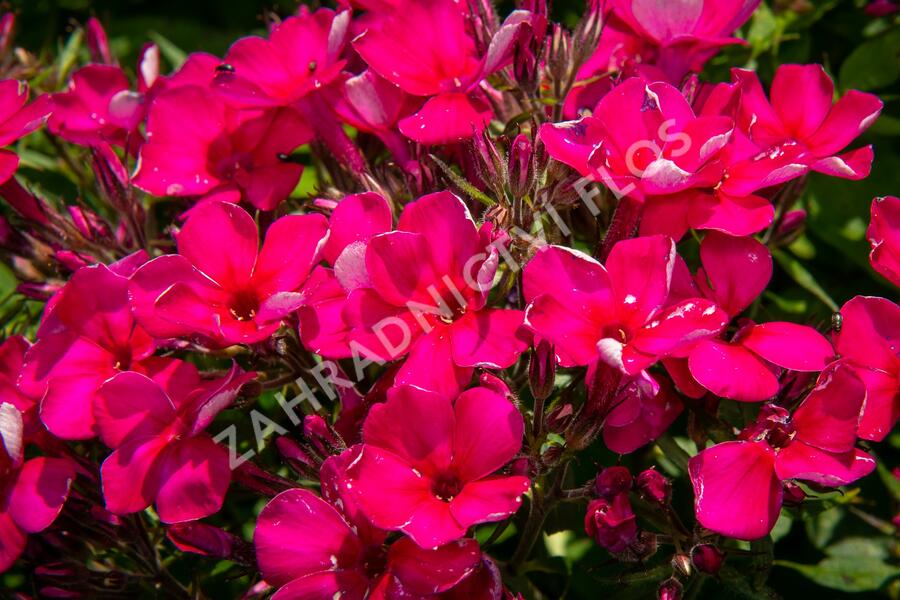 Plamenka latnatá 'Early Cerise' - Phlox paniculata 'Early Cerise'