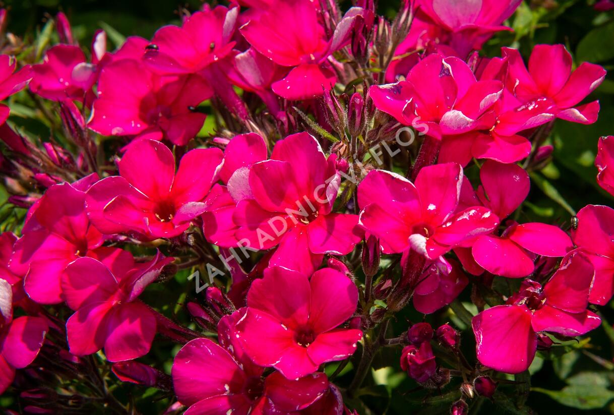 Plamenka latnatá 'Early Cerise' - Phlox paniculata 'Early Cerise'