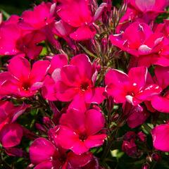 Plamenka latnatá 'Early Cerise' - Phlox paniculata 'Early Cerise'