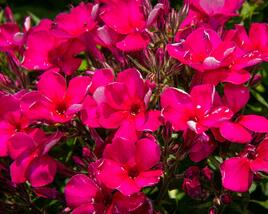 Plamenka latnatá 'Early Cerise'