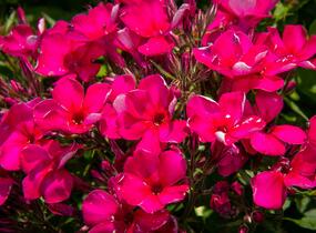 Plamenka latnatá 'Early Cerise' - Phlox paniculata 'Early Cerise'