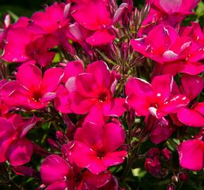 Plamenka latnatá 'Early Cerise' - Phlox paniculata 'Early Cerise'