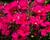 Plamenka latnatá 'Early Cerise'