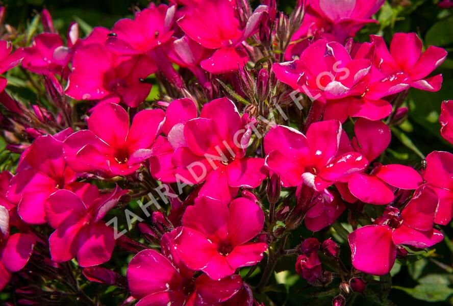 Plamenka latnatá 'Early Cerise' - Phlox paniculata 'Early Cerise'
