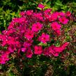 Plamenka latnatá 'Early Cerise' - Phlox paniculata 'Early Cerise'