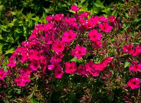 Plamenka latnatá 'Early Cerise' - Phlox paniculata 'Early Cerise'